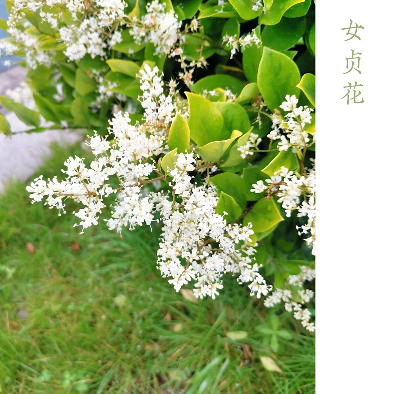 识花|女贞花 女贞别名白蜡树,冬青,蜡树,女桢,桢木,将军树. .