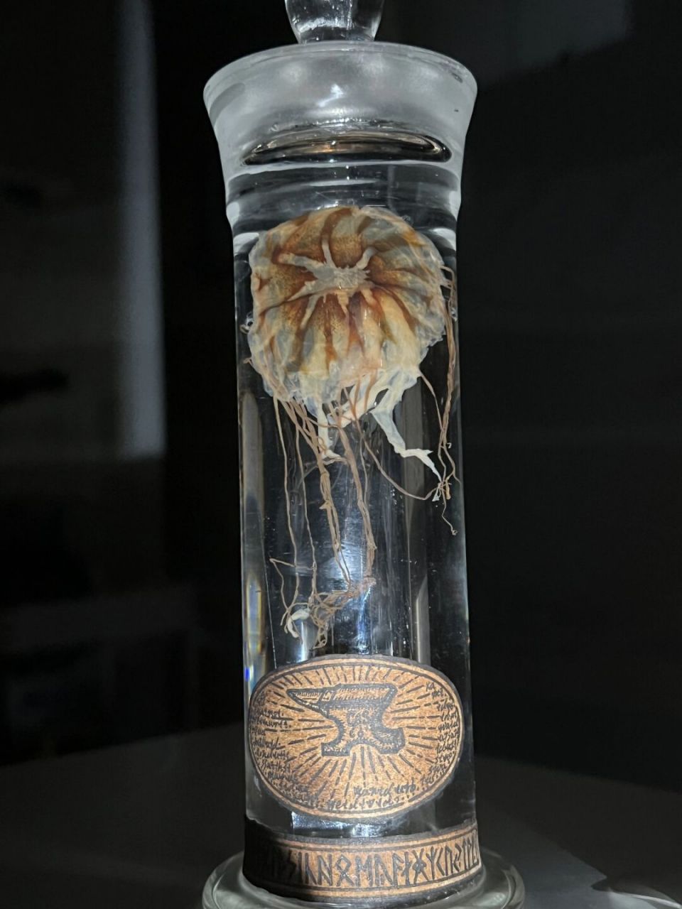 黑星海刺水母标本返图实拍 #玻璃杯# #家居摆件# #我家宠物好可爱