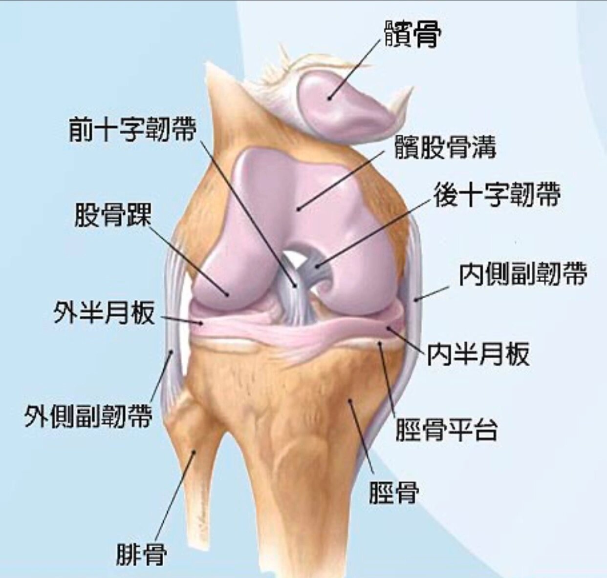 由股骨连接胫骨,称为股胫关节,由内侧半月板,外侧半月板,十字交叉韧带