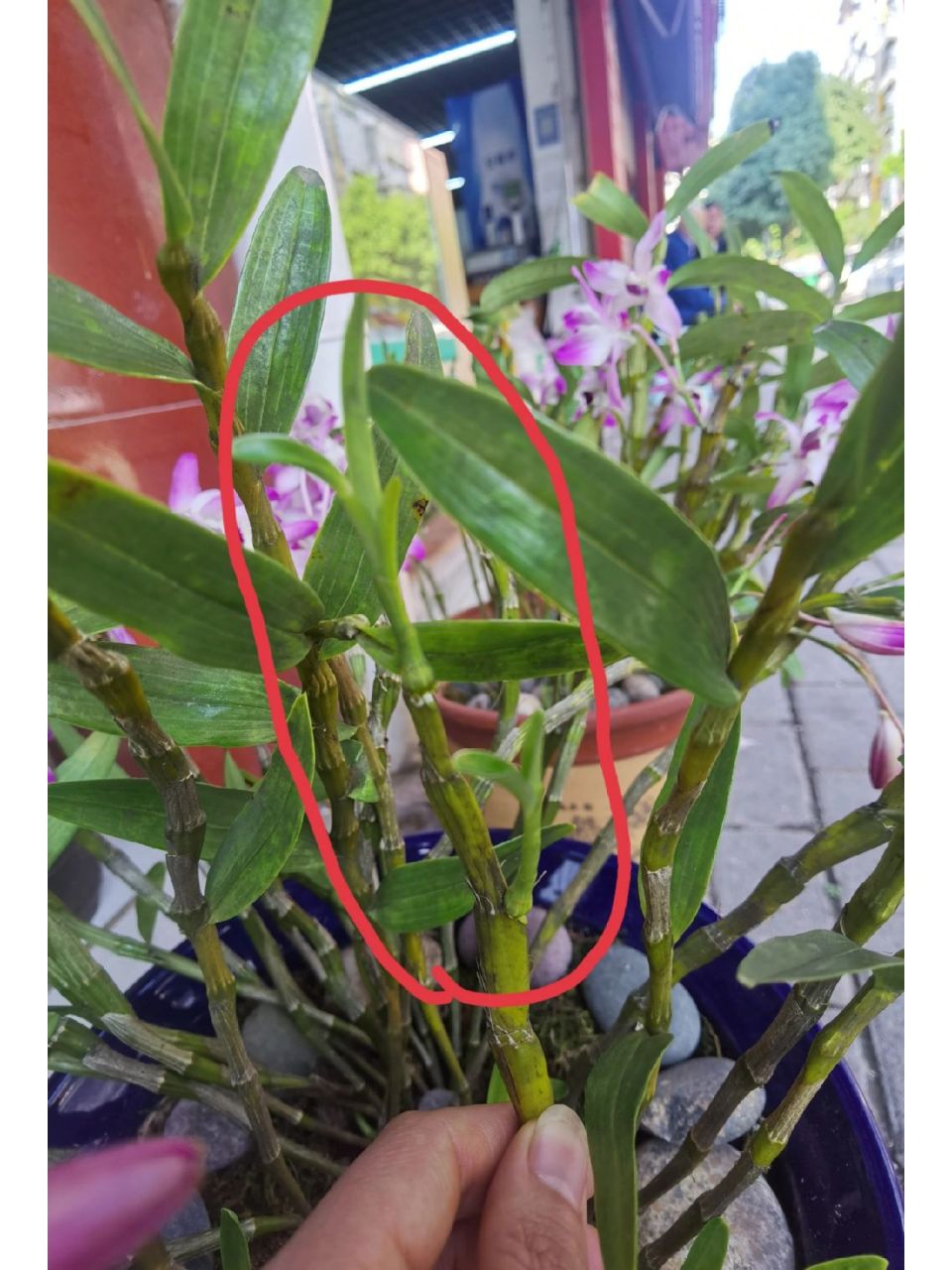 石斛扦插 求教各位大神,像这种枝可以剪下来扦插吗?