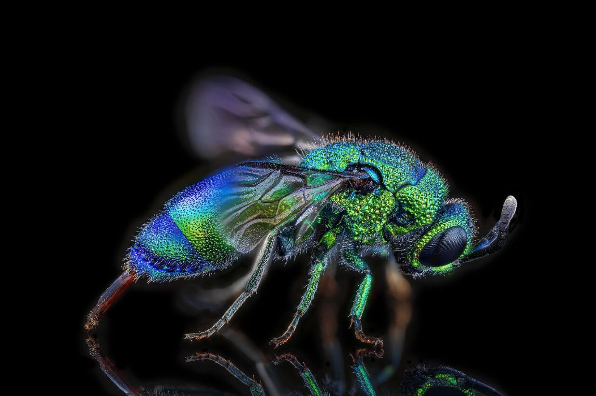 今天拍摄的青蜂