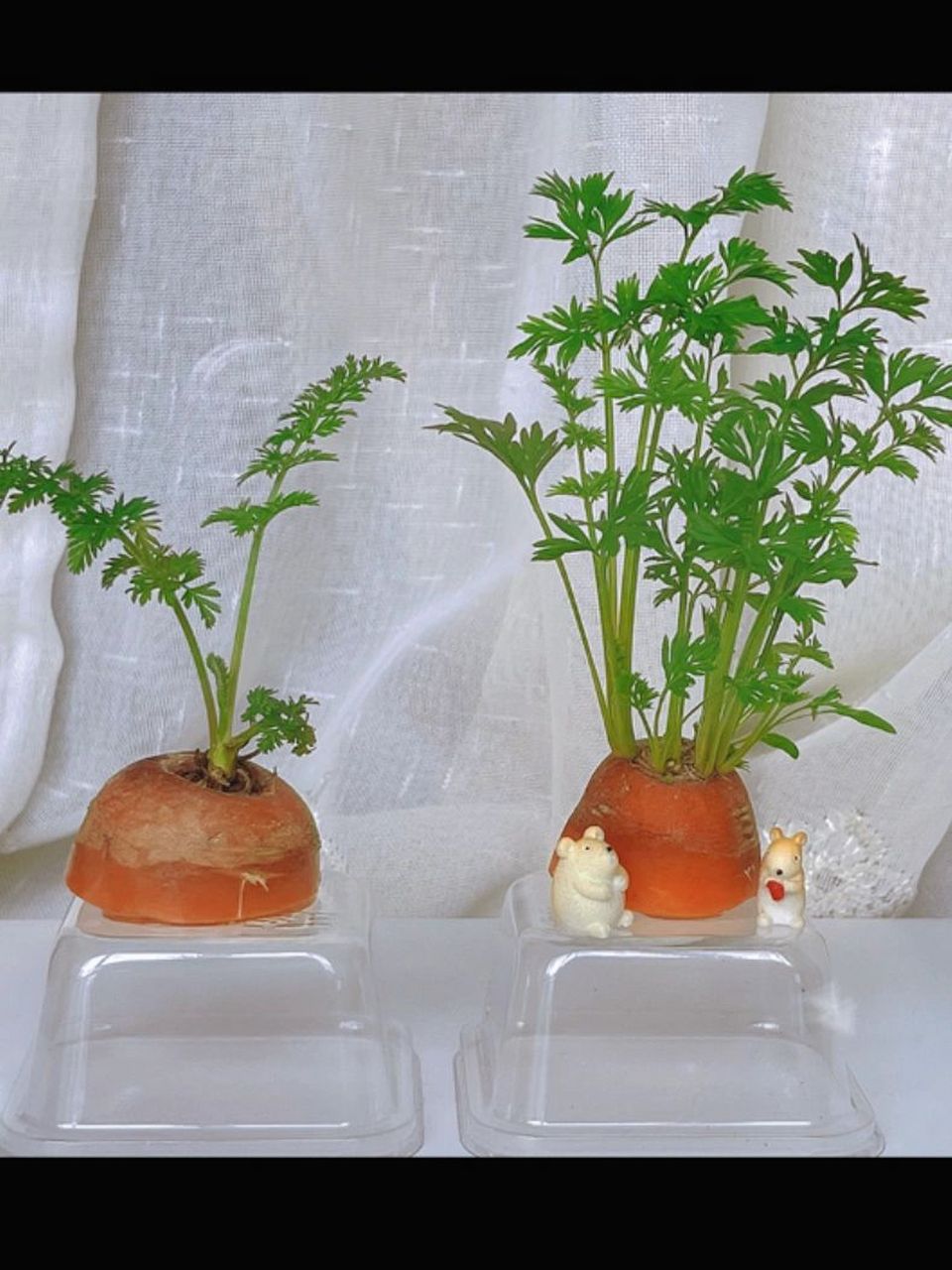 我的植物乐园——水培胡萝卜 水培胡萝卜已经三个星期了!