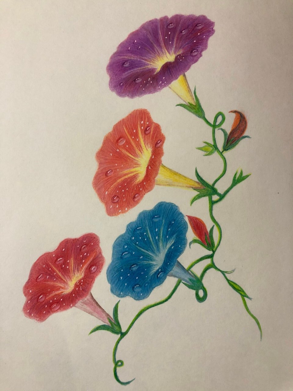 彩铅--牵牛花(也叫喇叭花) 想画牵牛花好久了,一直没有下手去画,今天