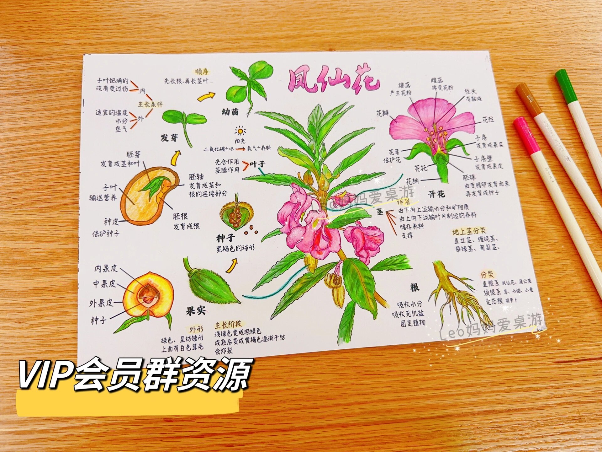 四年级下册科学凤仙花的思维导图拓展