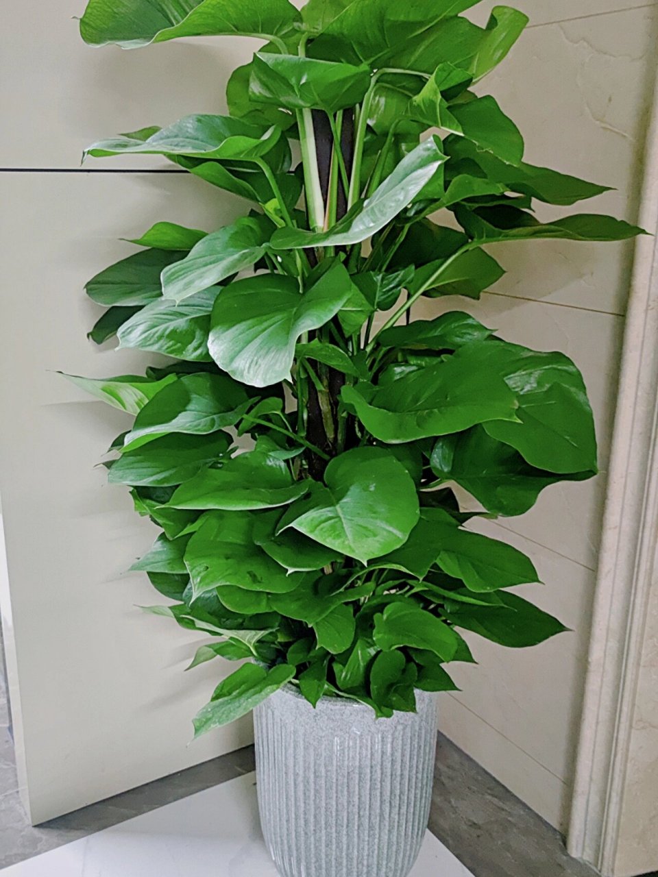 大盘栽-大叶绿萝柱