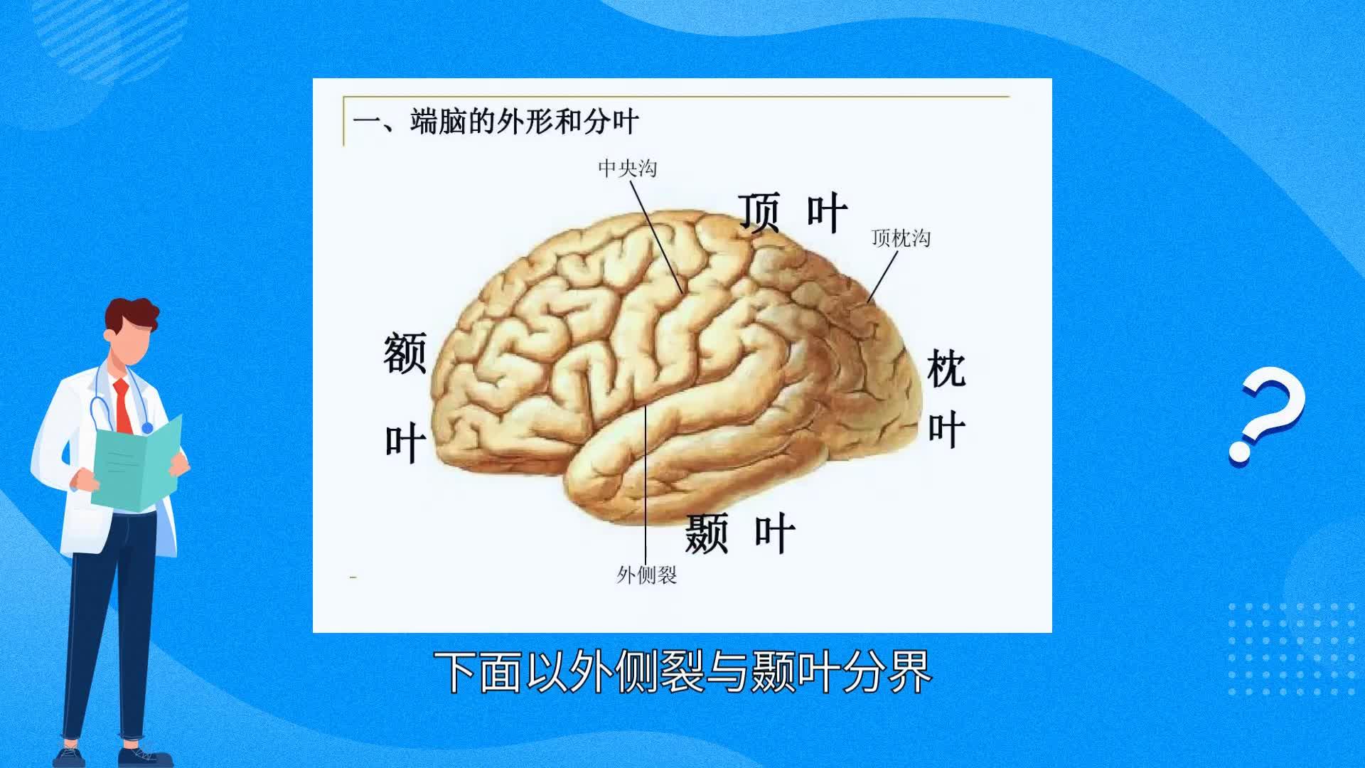 顶下小叶角回图片