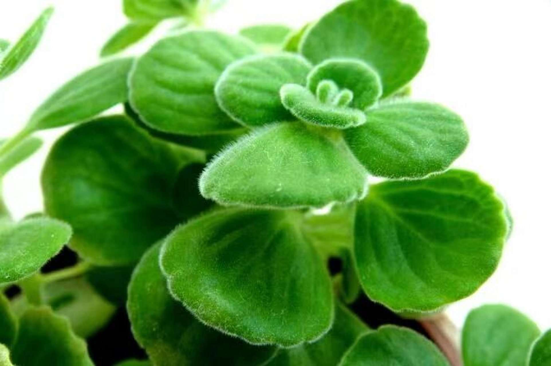 能凉拌能泡茶的"苹果香" 今天跟大家分享的这款神奇植物叫:碰碰香,它