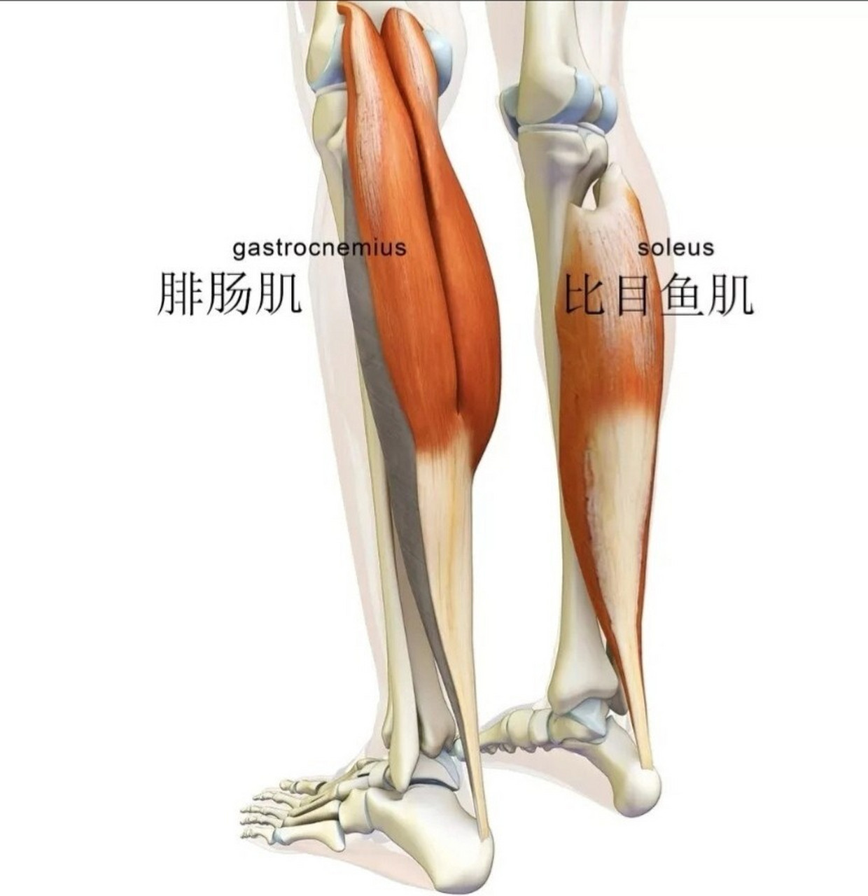 小腿后侧肌肉分布图图片