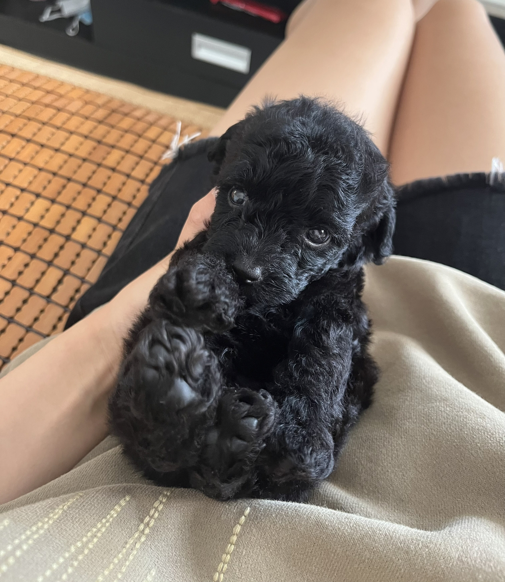 黑泰迪一个月像小羊