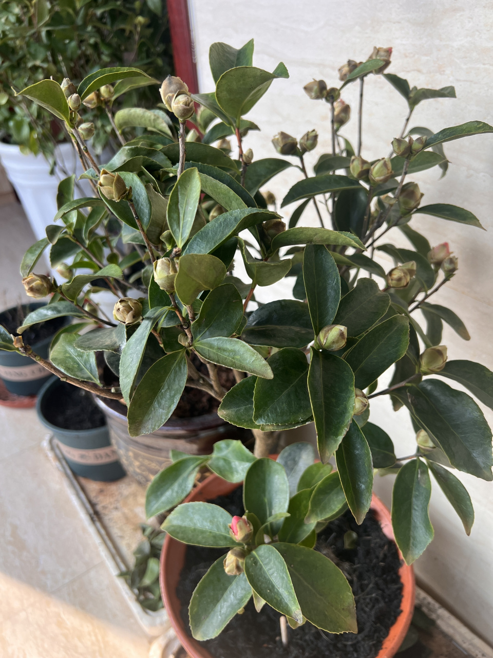 茶花为啥一直掉叶子,一碰就掉 买回来两个多月了,浇水频繁,通风良好