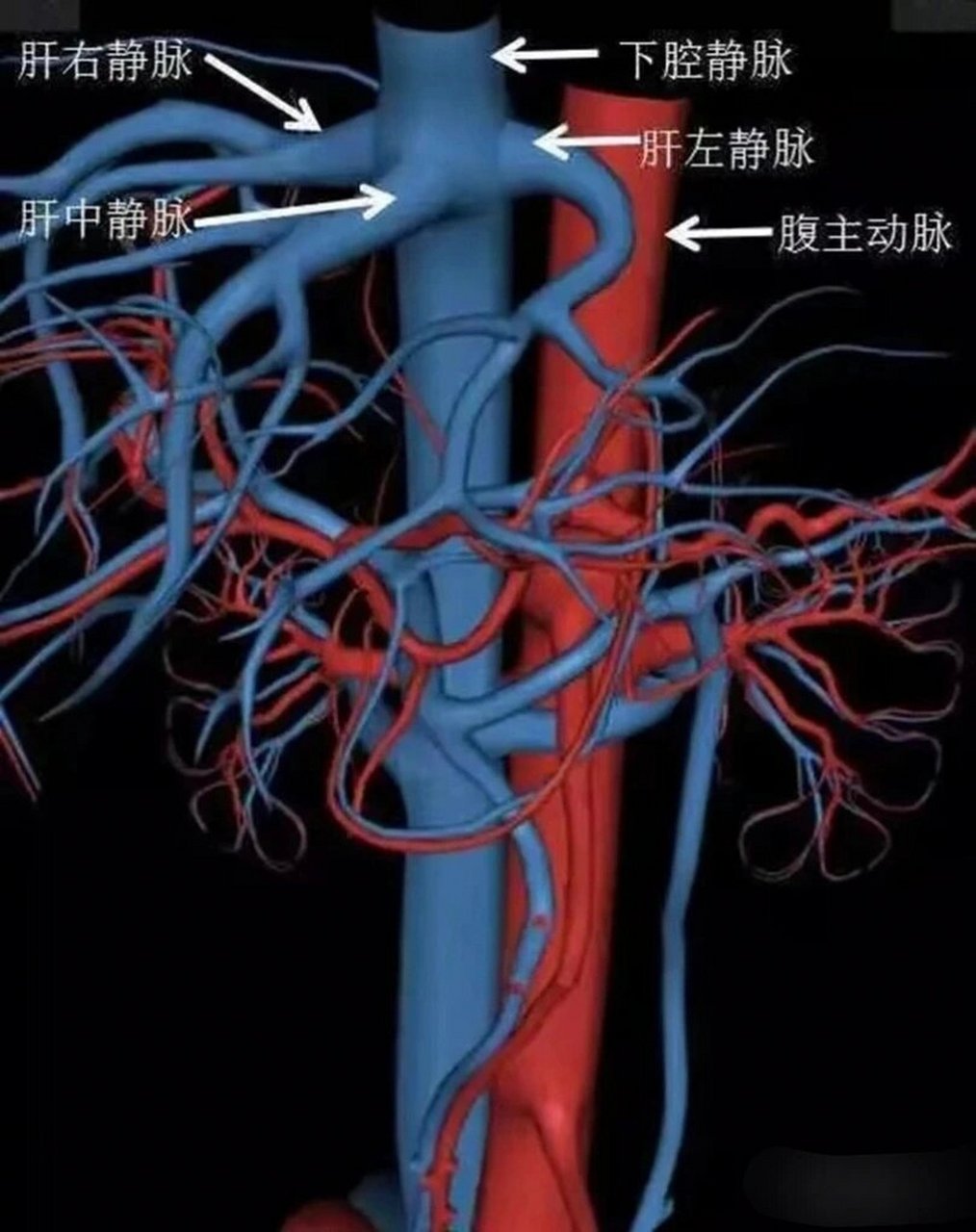 下腔静脉瓣图片