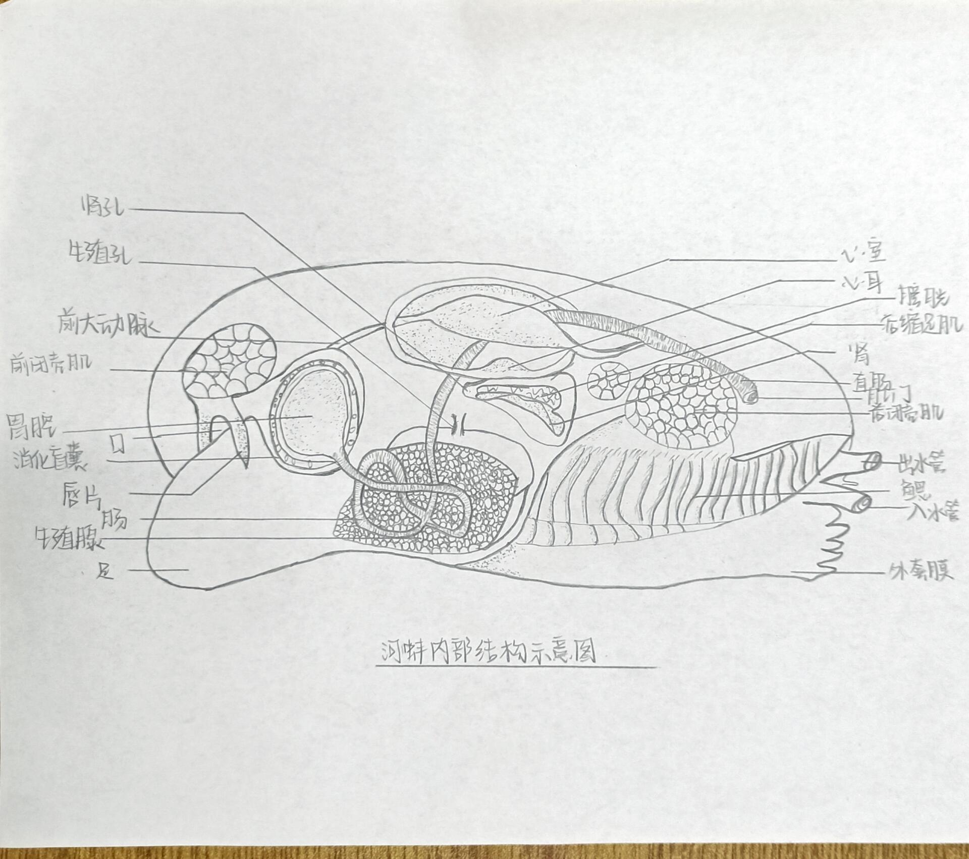 河蚌解剖结构图图片