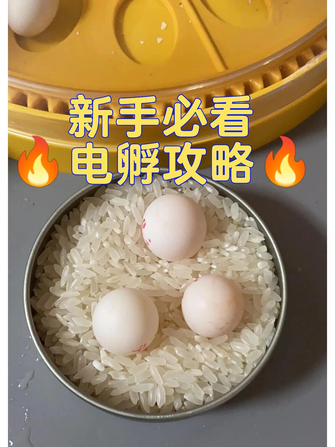 没有了父母,那鸟蛋就只能凉凉了.