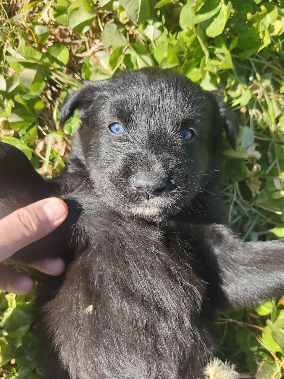 蓝眼睛的小土狗97 蓝眼睛的修勾,小土狗,2022年10月出生在西藏.