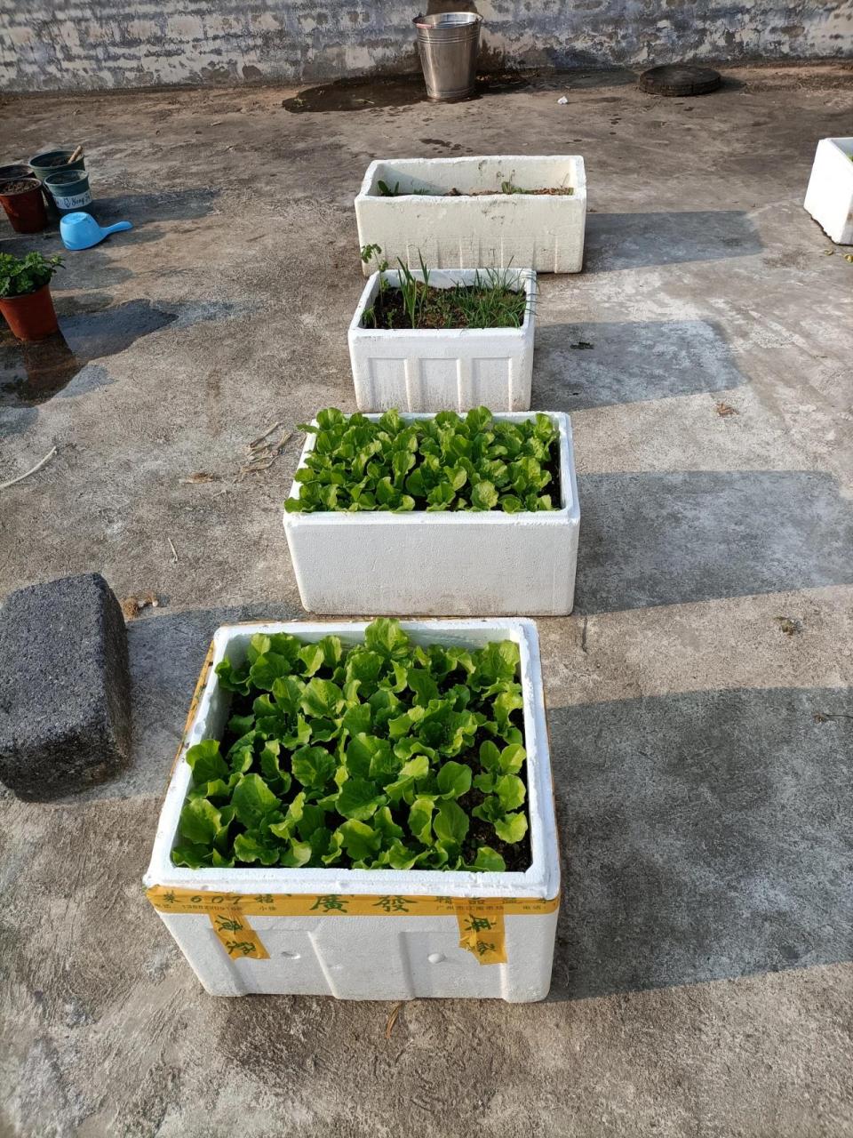 泡沫箱种菜真的有毒吗?