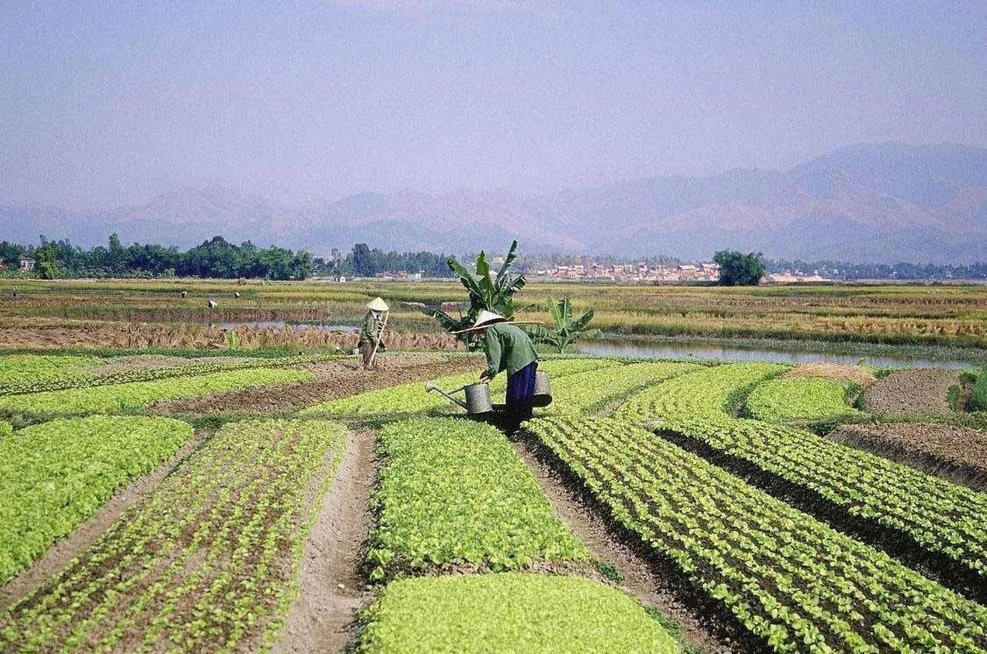 农村种什么赚钱最稳定(农村种植什么赚钱快不愁卖)