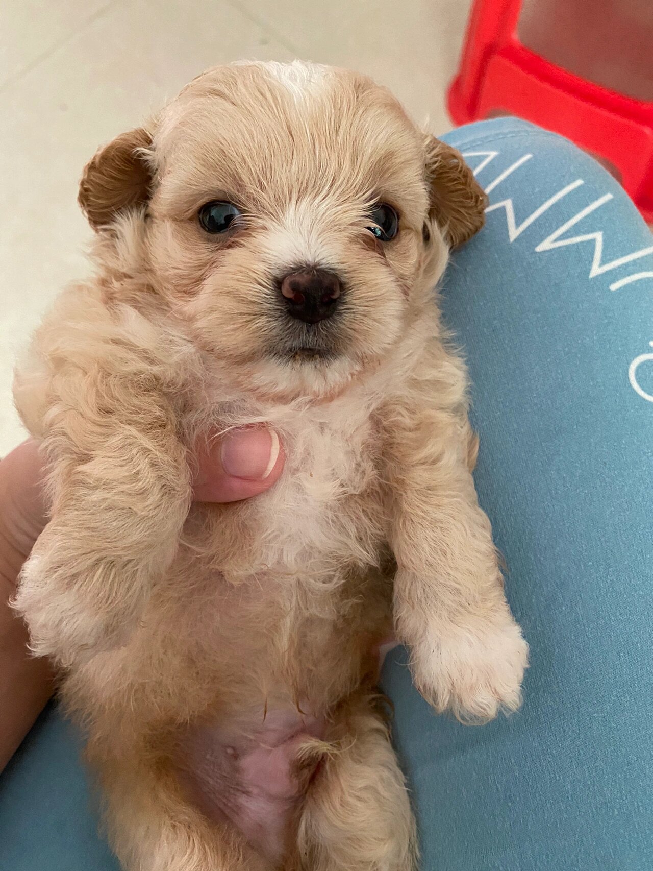 一个多月的香槟色贵宾(泰迪