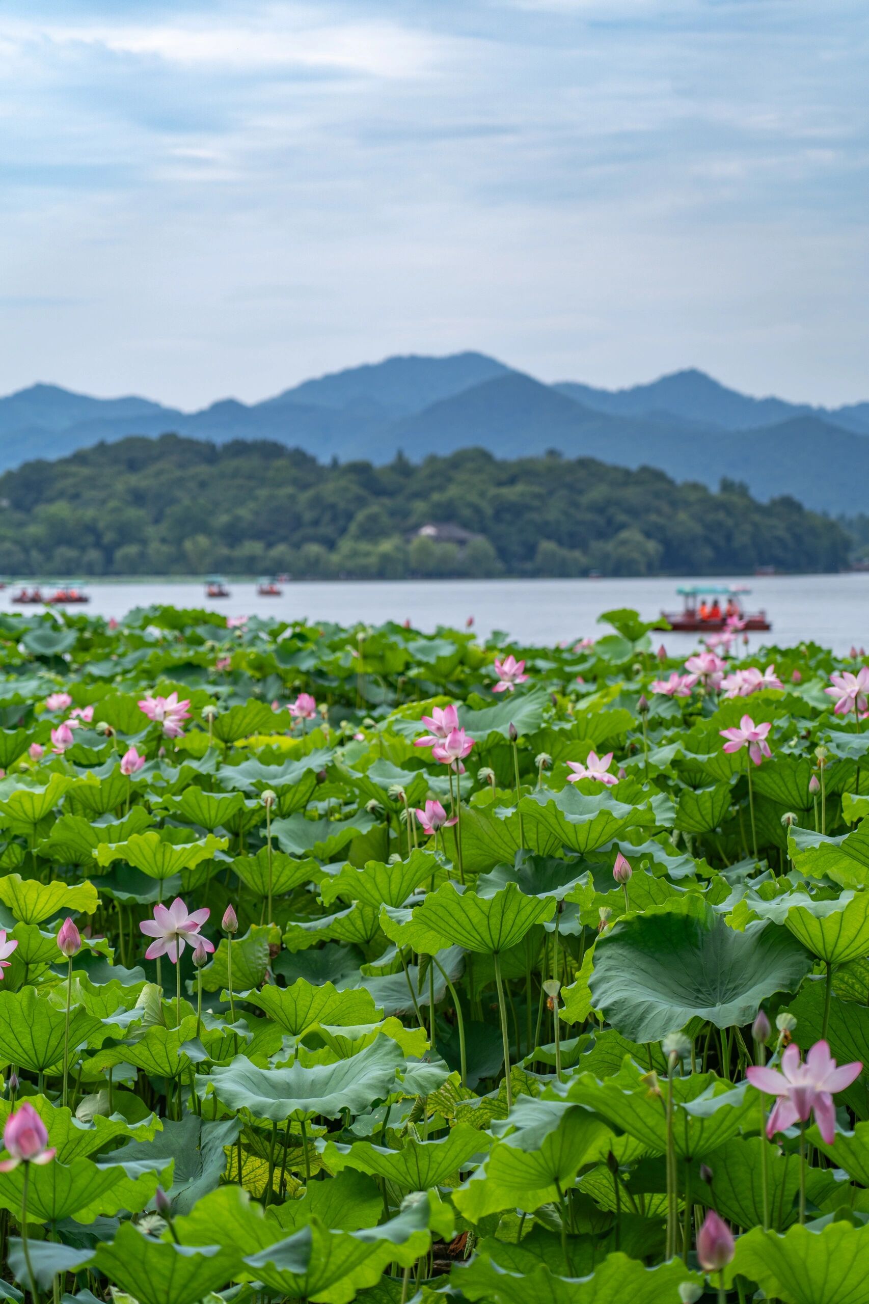 太美了!杭州西湖荷花就是荷花界的天花板