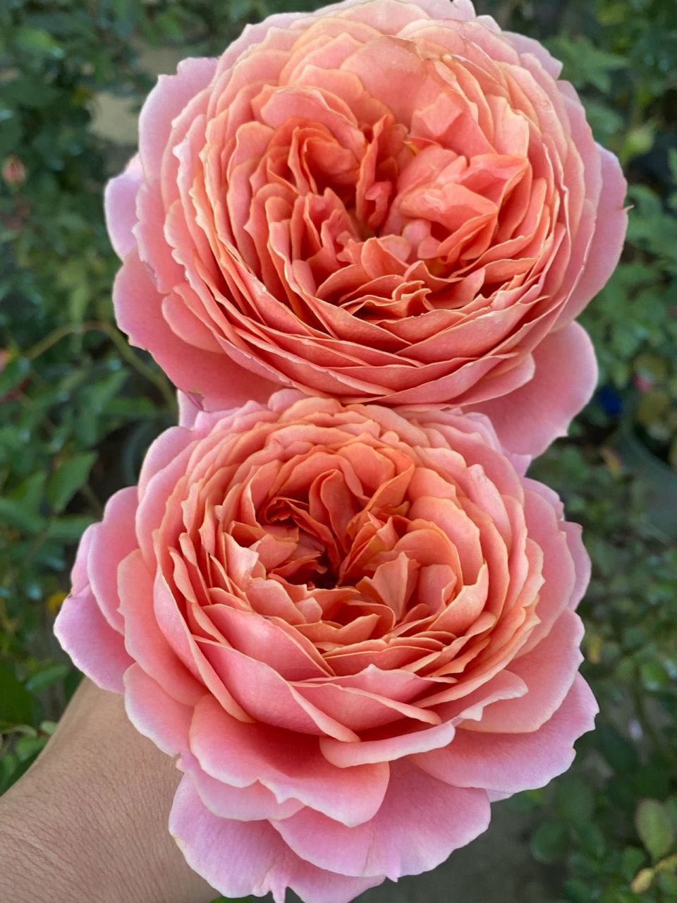 浪漫古董月季 天冷了颜色好好看,花瓣层数特别多,花朵有12公分,花大层