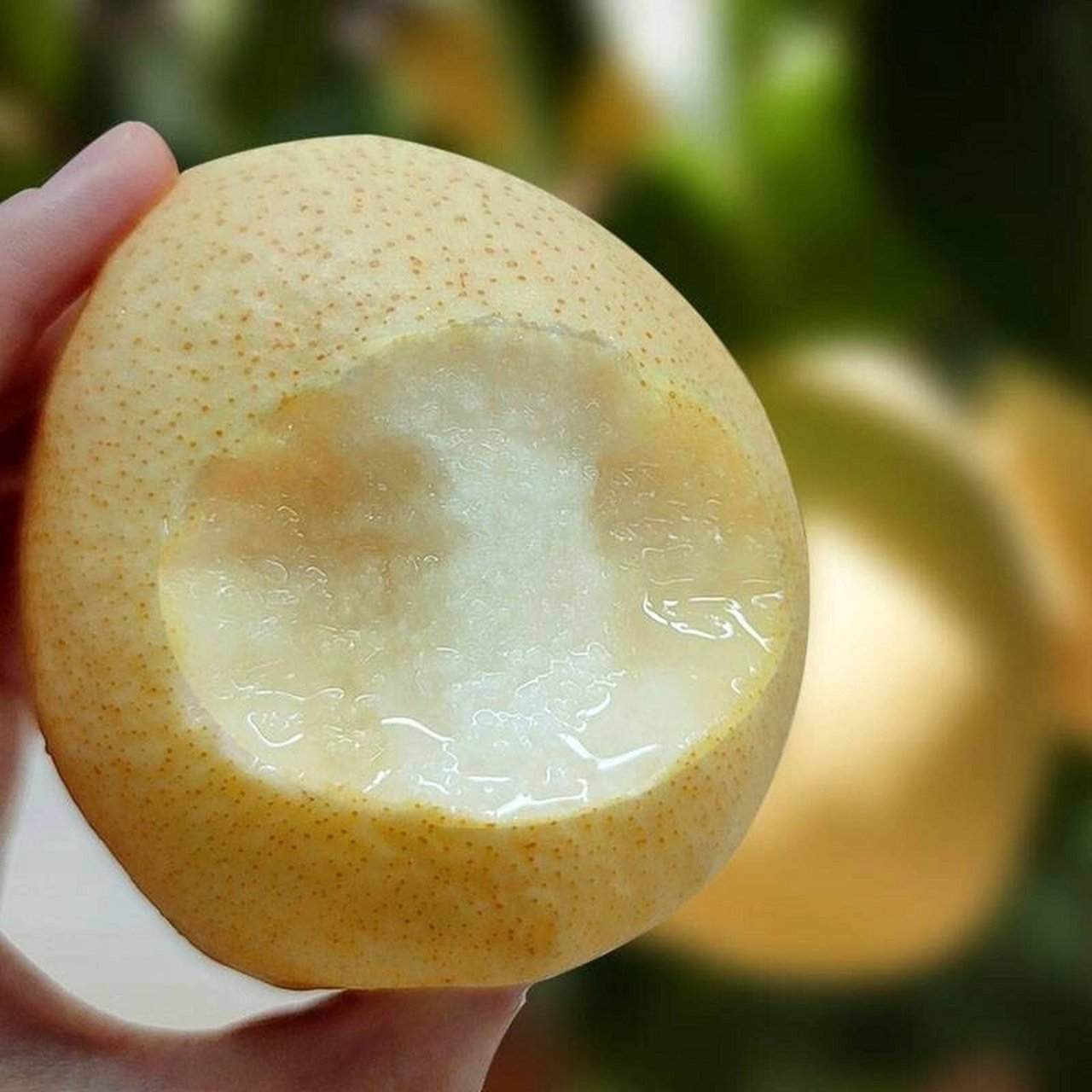 5斤装 "酥梨界的天花板"隰县酥梨是山西省临汾市隰县的特产,肉质细嫩