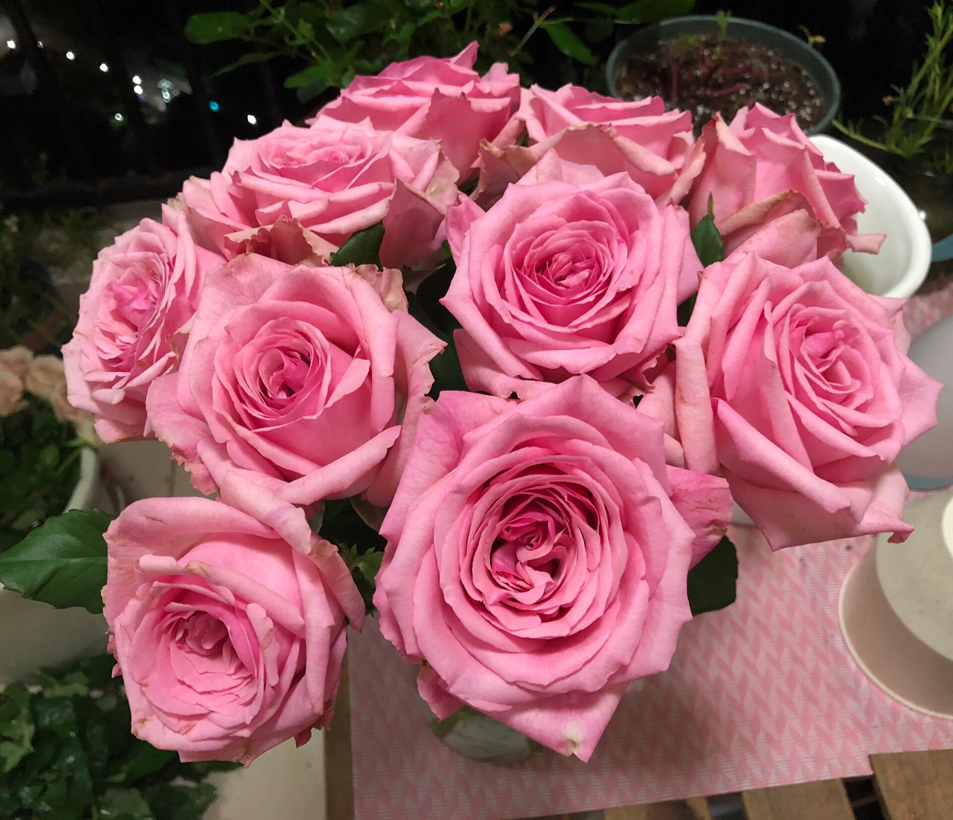 复古粉色.花头巨大,荔枝浓香.