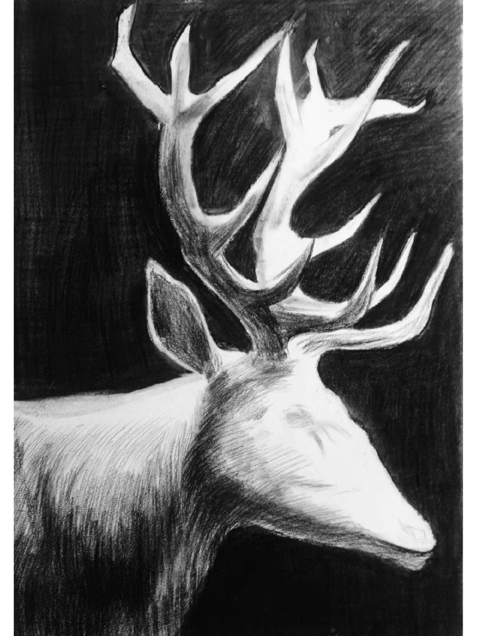 素描–麋鹿‖鹿04【带步骤图】 突然想到了那首歌,迷路迷路(麋鹿