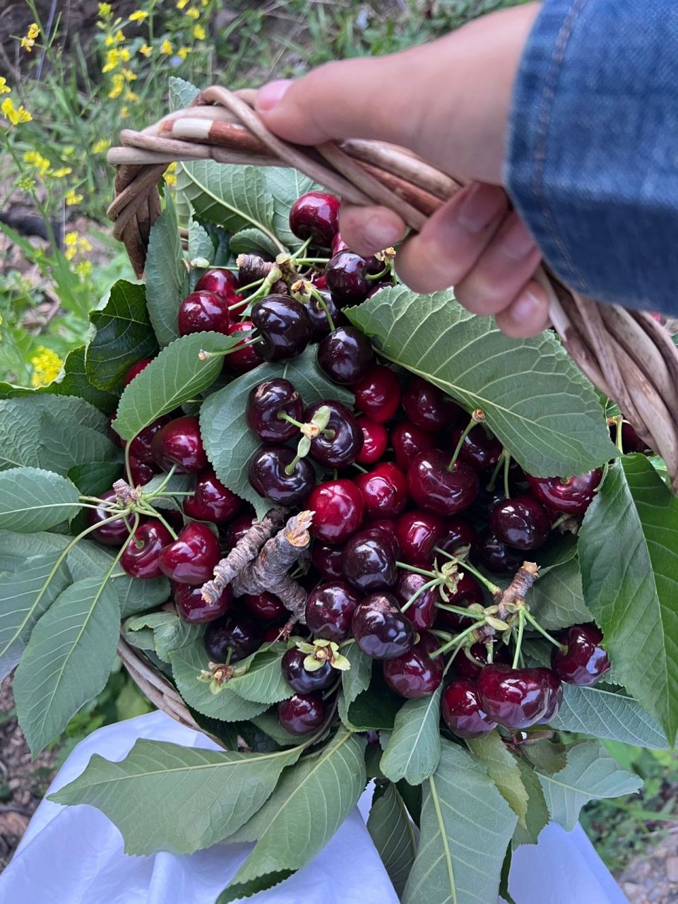 全国第一的车厘子产地90实现车厘子自由 99:九襄镇或清溪镇 07