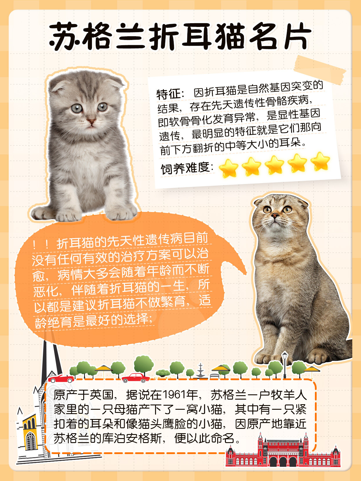 猫咪手册|折翼的天使——苏格兰折耳猫93