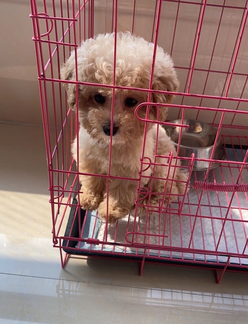 大家说这是泰迪跟比熊的串串吗  大家说这是泰迪跟比熊的串串吗