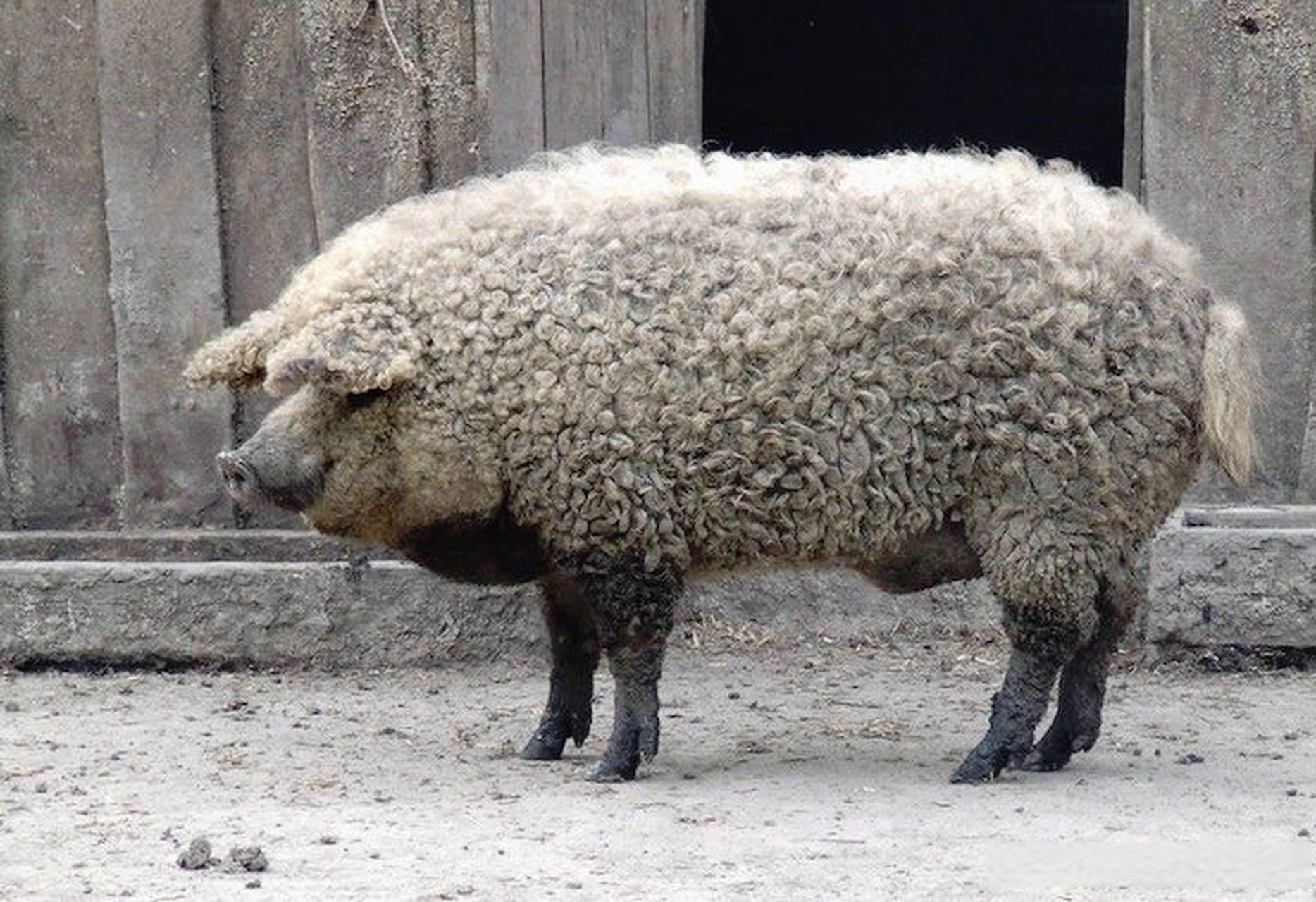 曼加利察猪(mangalitsa pigs)也被称为"绵羊猪",是欧洲一种未改良的