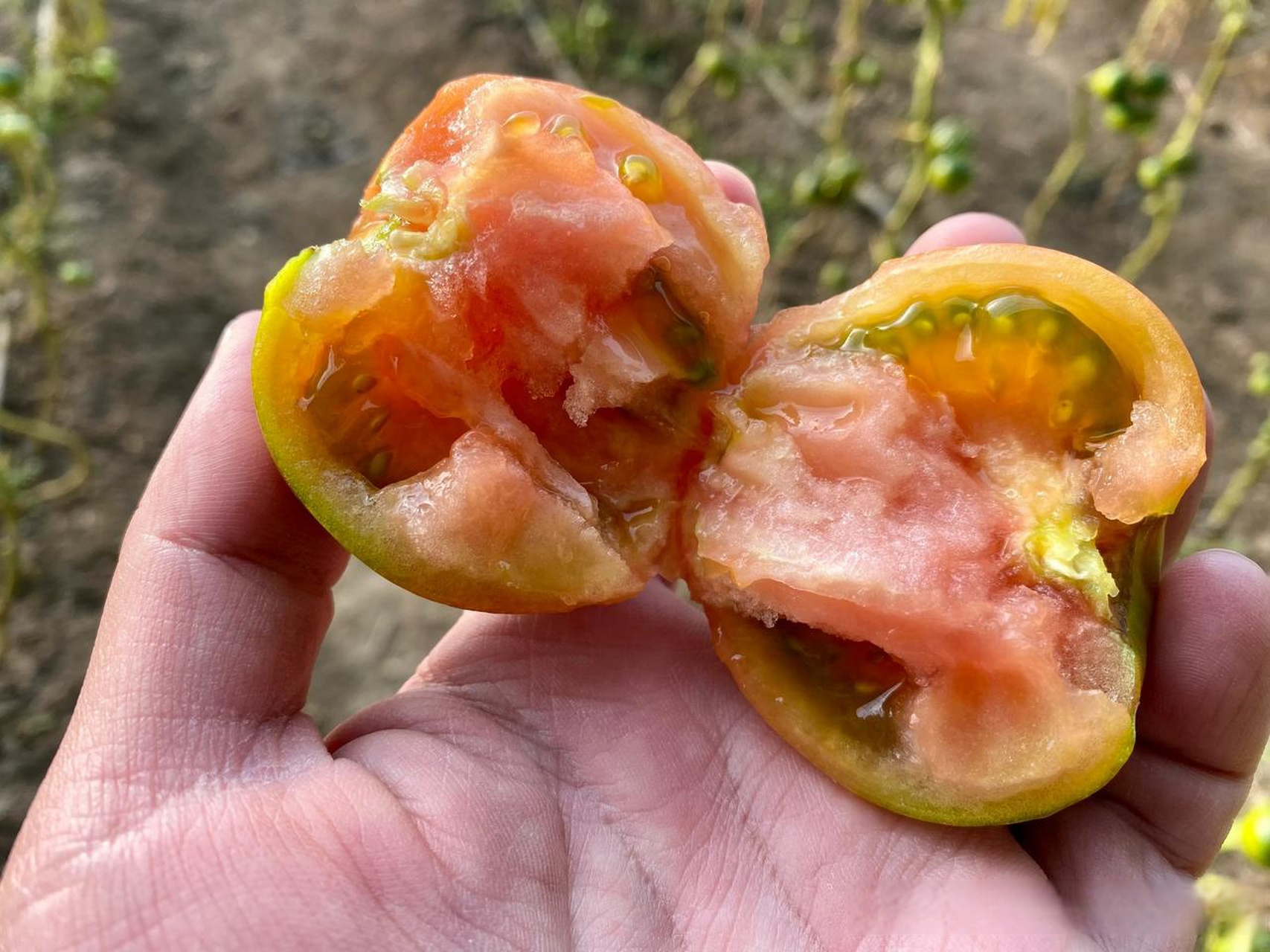 这种水果西红柿-学名纪香嘎啦果,真是西红柿味儿十足,尤其是头茬柿子