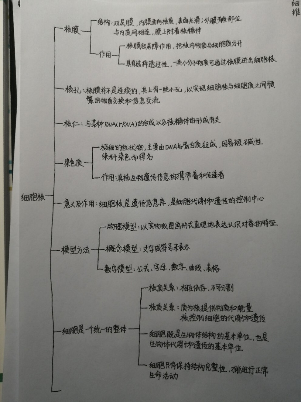 细胞核思维导图(详细版) 细胞核的思维导图也出炉啦97