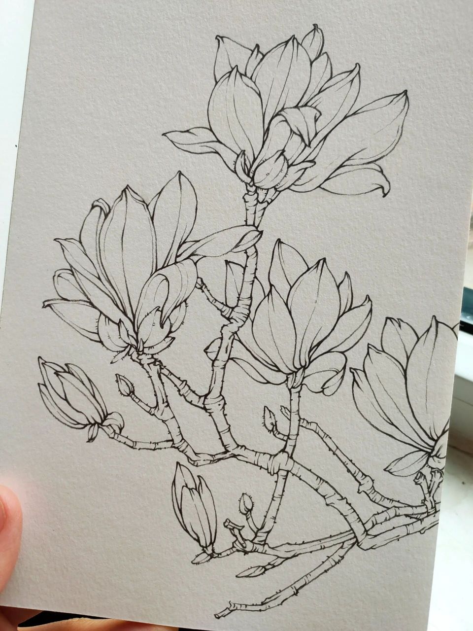 玉兰花 一树的玉兰,感觉才俩礼拜,就全谢了