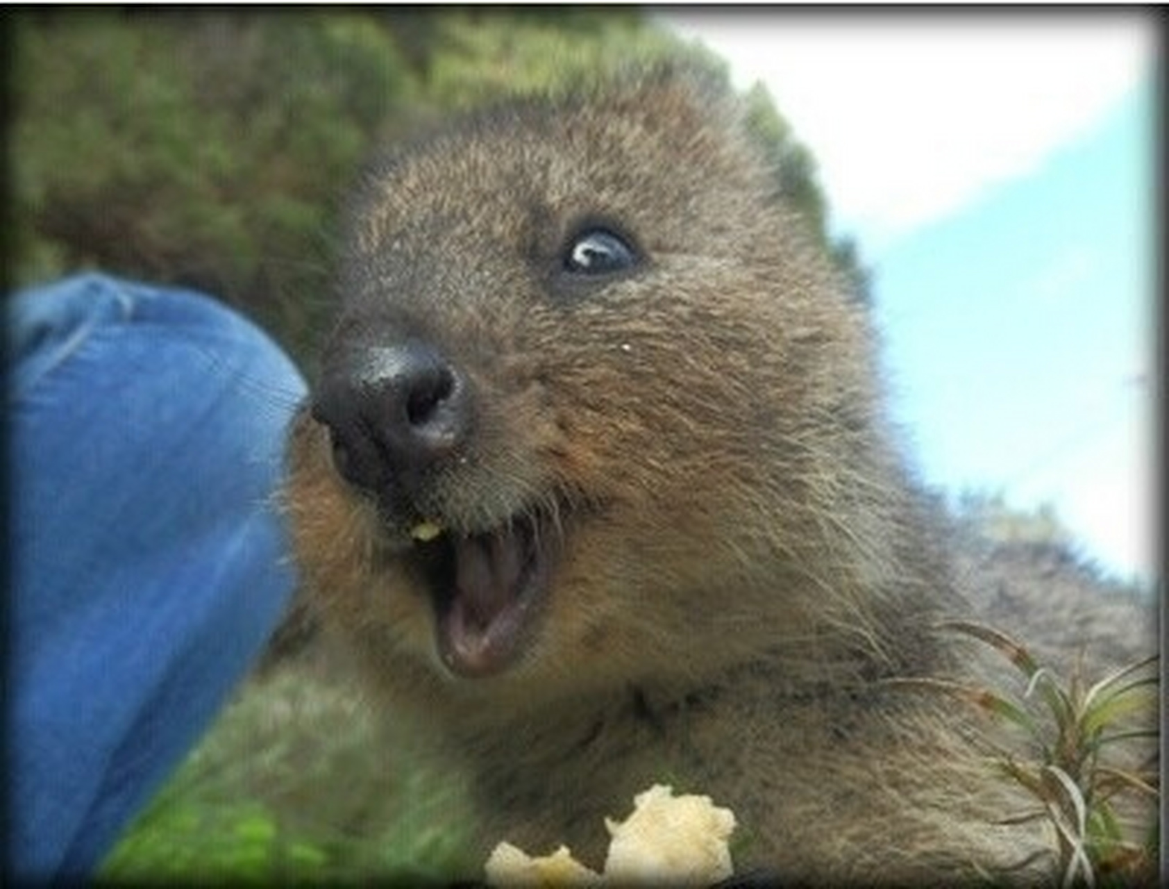 短尾矮袋鼠,是澳洲的一个濒危物种.