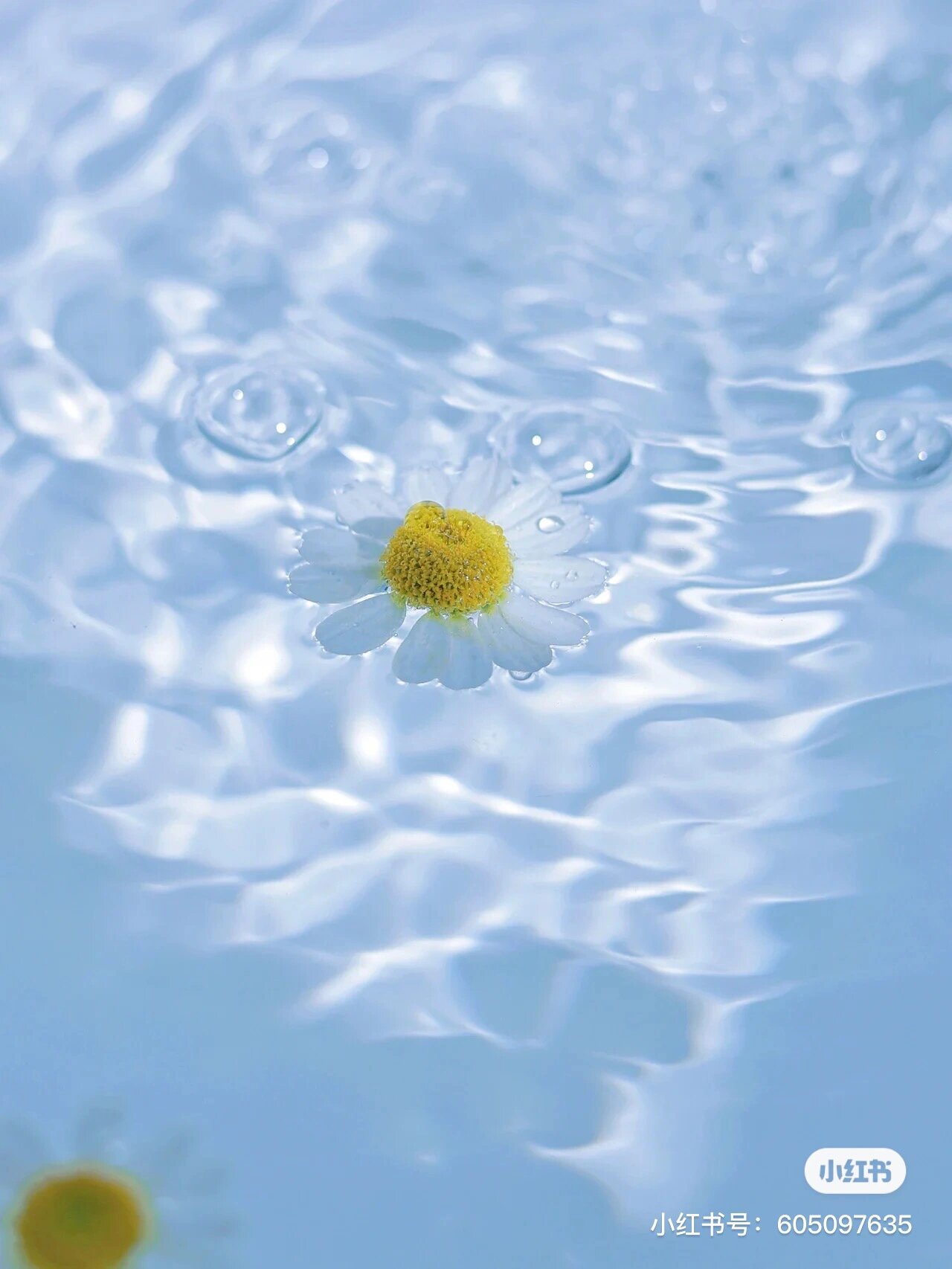 清新小菊花背景图94