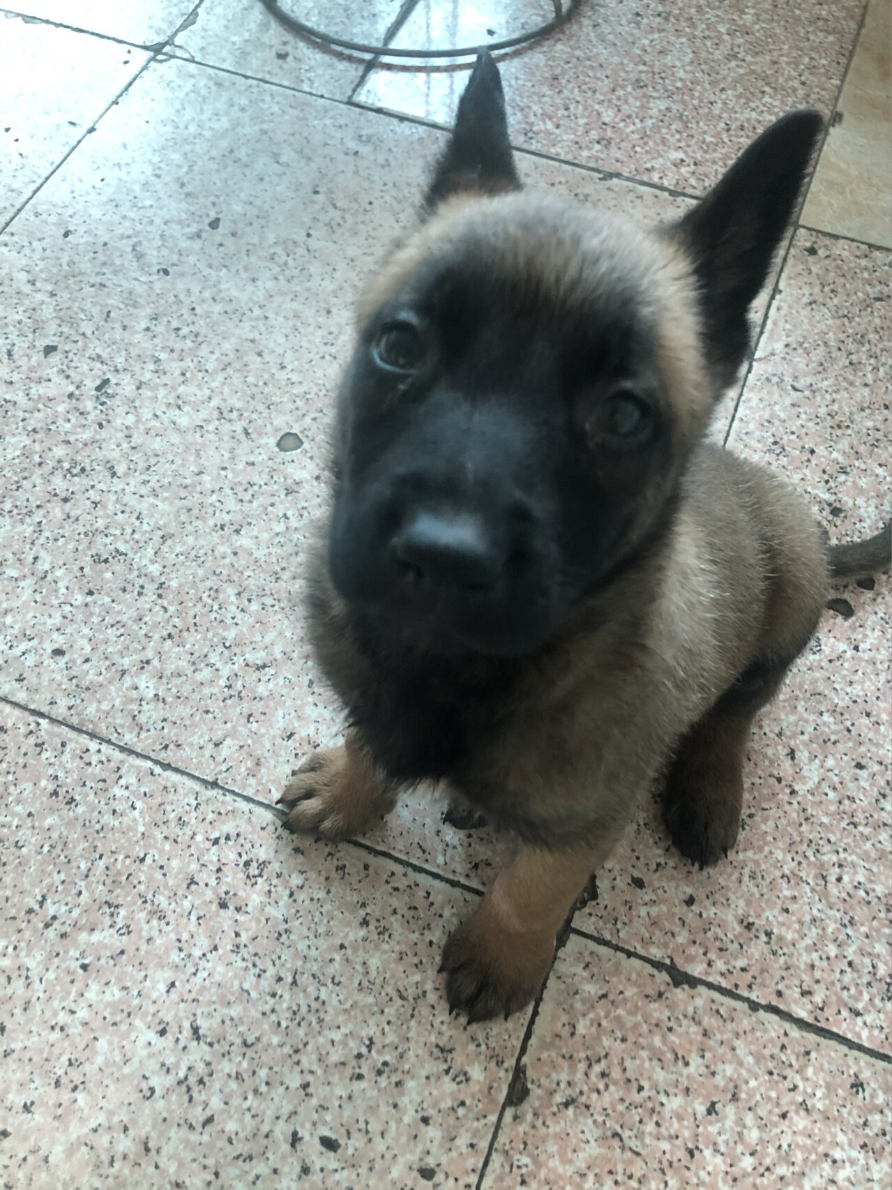 刚回家的马犬宝宝