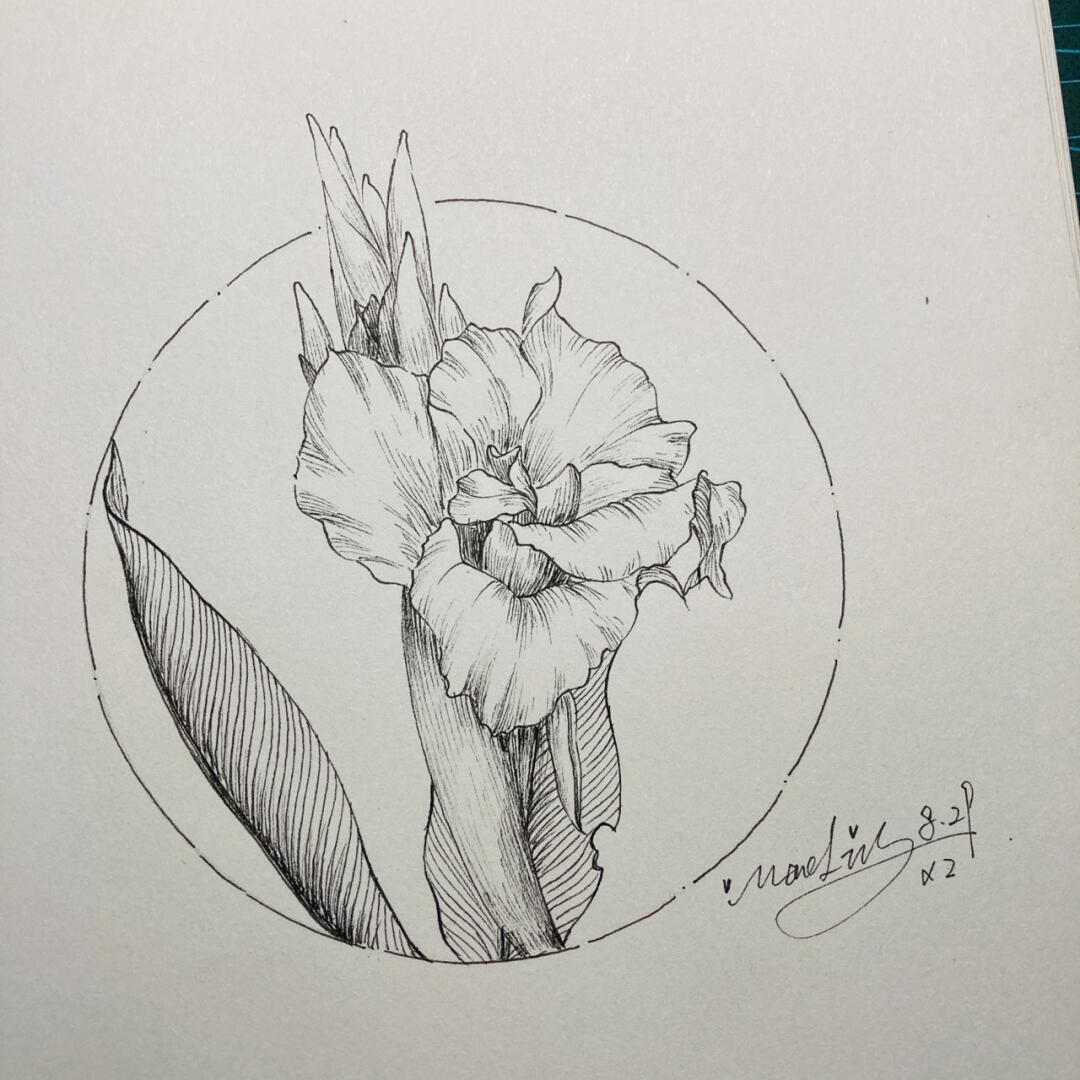 针管笔手绘 美人蕉