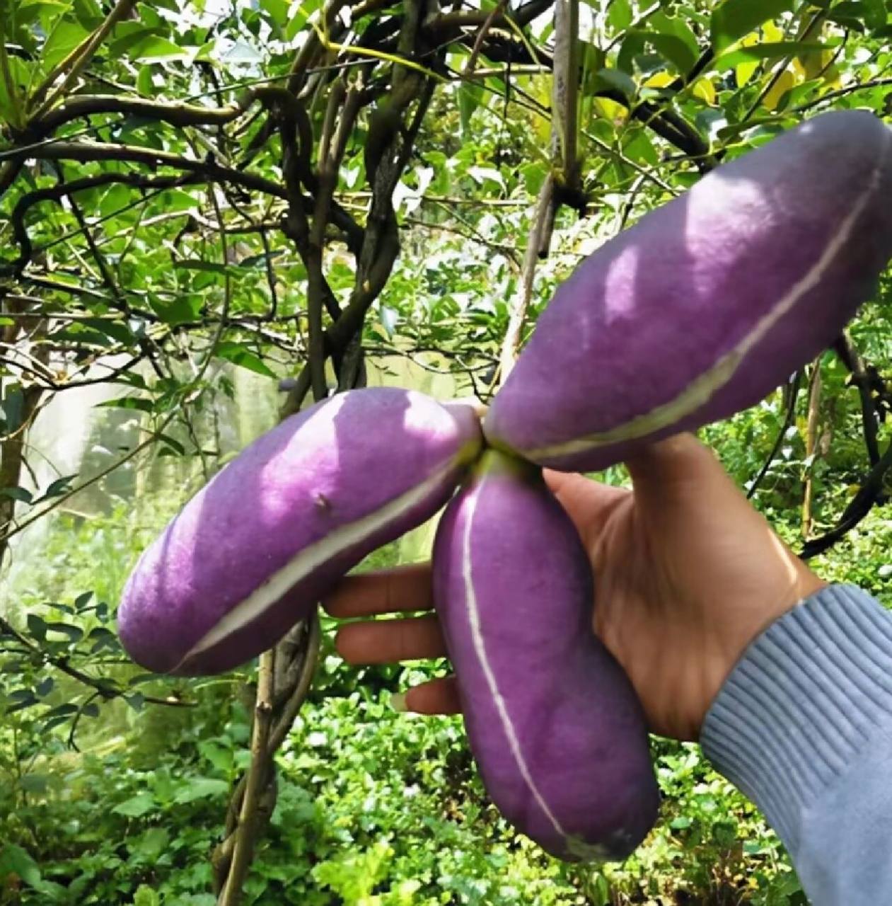 decne,三叶木通akebia trifoliata(thunb.)koidz.