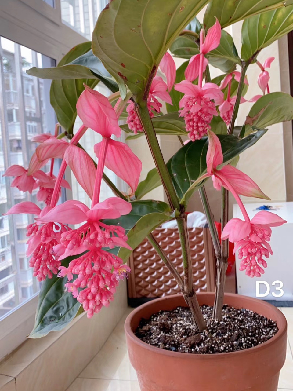 宝莲灯花盆栽养护经验分享 坐标10区华南.目前的养护经验见下文字.