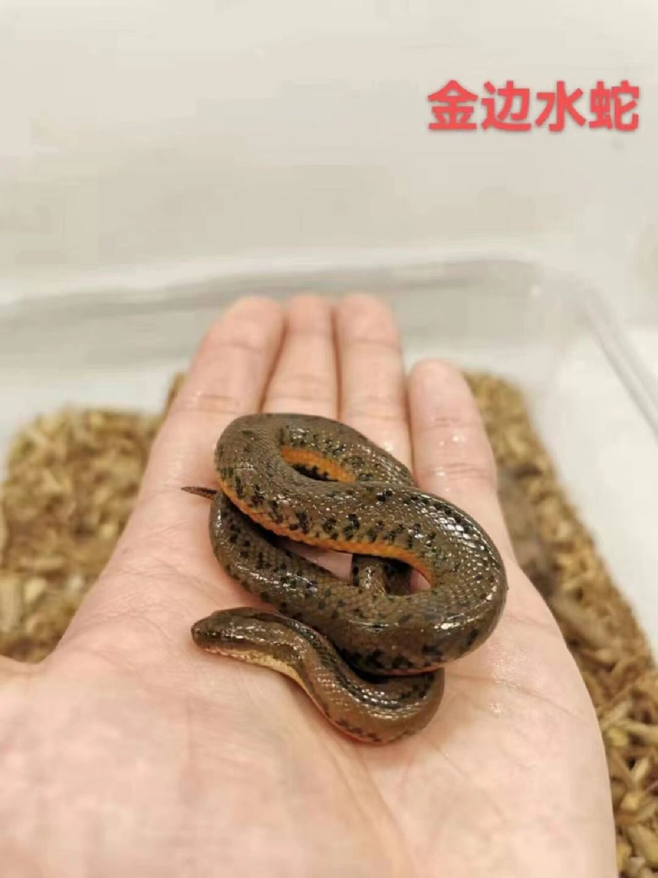 铅色水蛇金边水蛇和三线