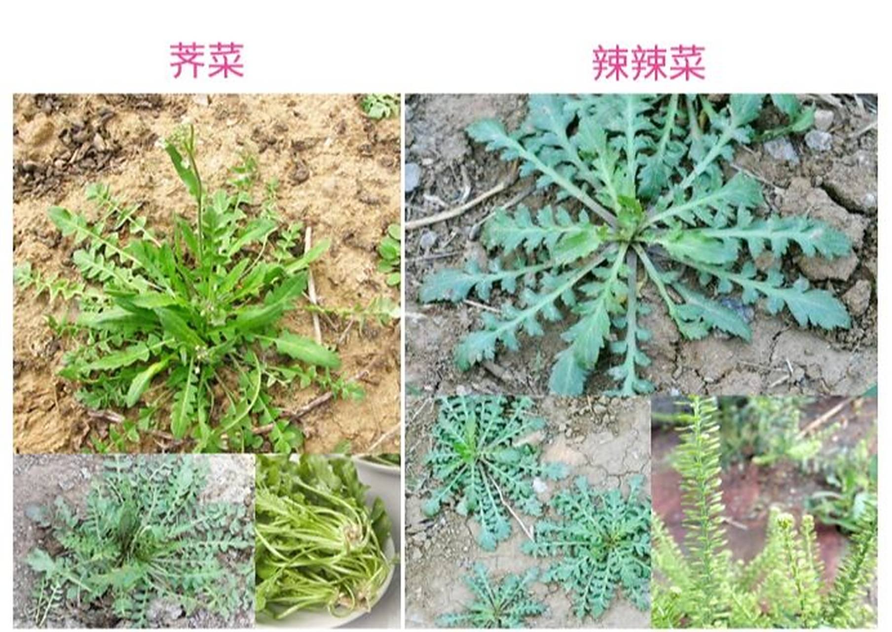 荠菜怎么辨认,对照这6种植物你会有心得 【辨别荠菜的对照方法】 93