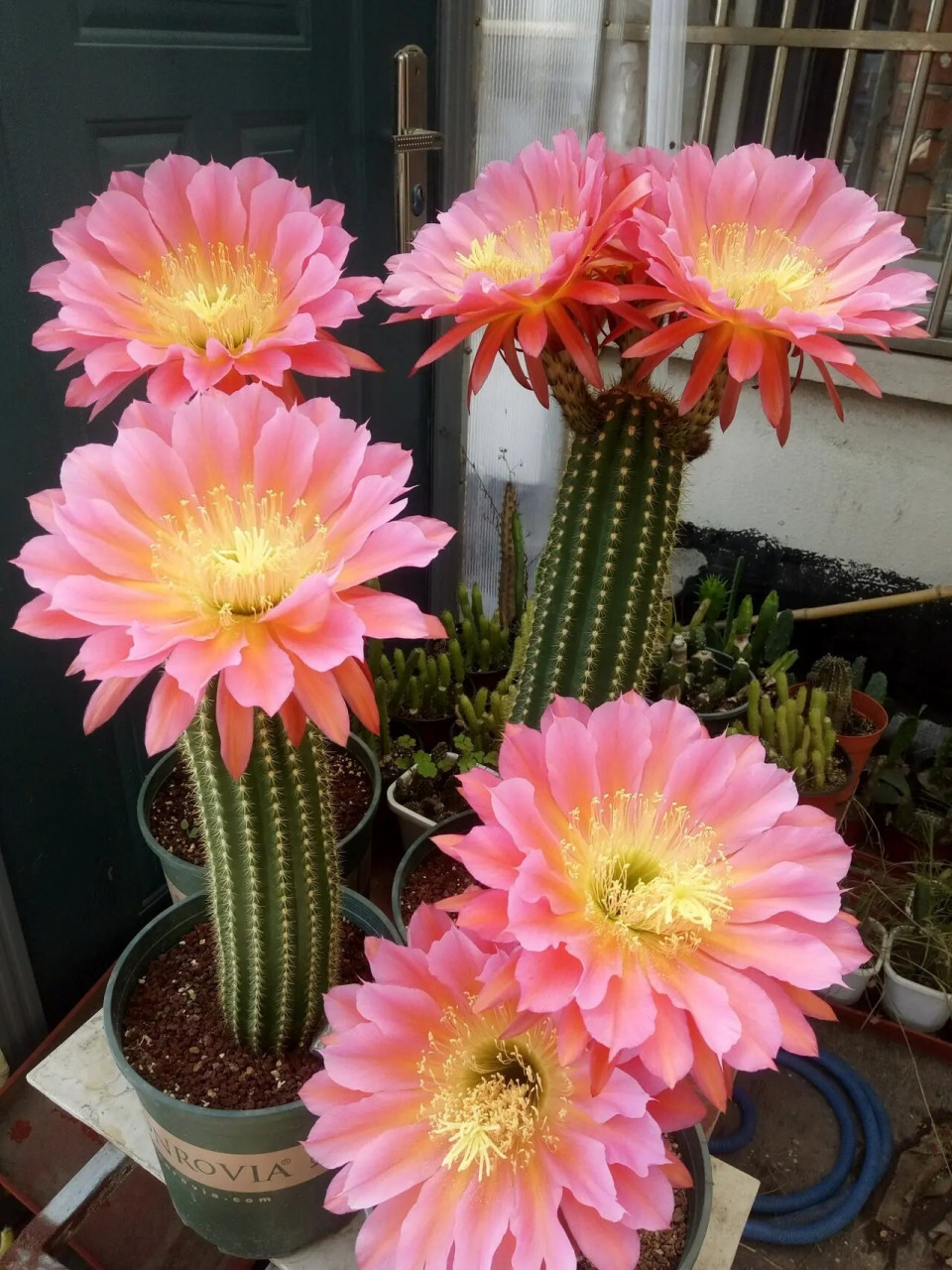 仙人球毛花柱属"飞碟" 仙人球毛花柱属"飞碟"——一个很值得拥有的