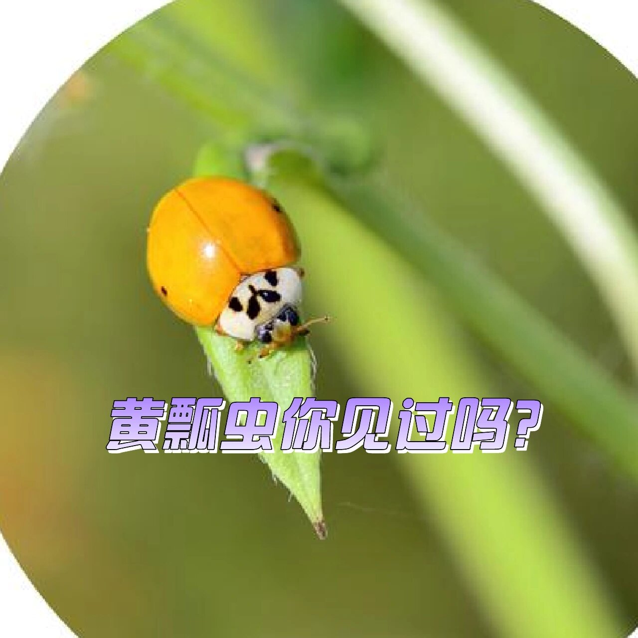 1:黄瓢虫怎么说呢?是益虫还是害虫?