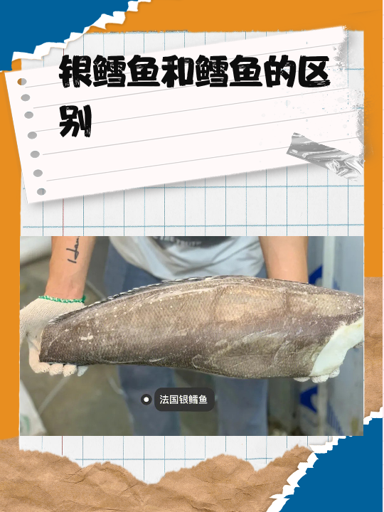 银鳕鱼和鳕鱼的区别 银鳕鱼和鳕鱼的区别如下:   1.