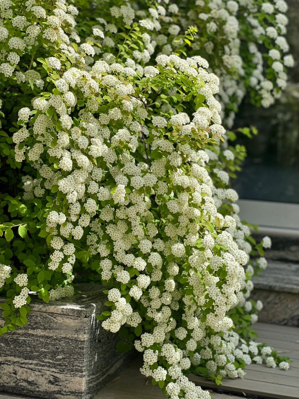 神仙植物 如果你有个院子,一定一定要种一棵黄金喷泉绣线菊,不怕冻不