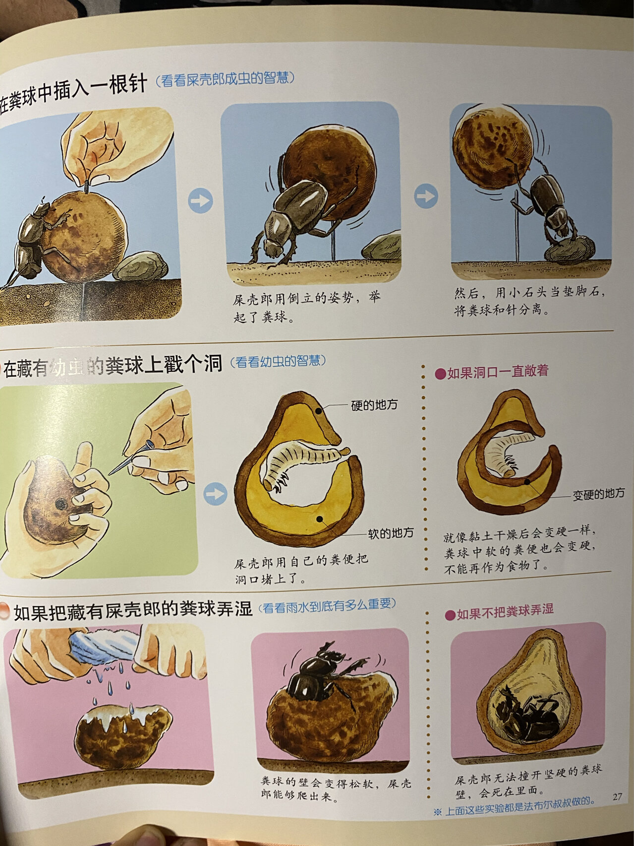 分享最美法布尔昆虫记之屎壳郎