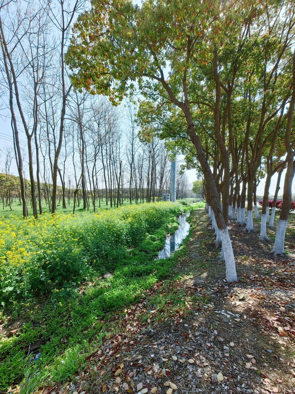 松江米市渡郊野公园图片