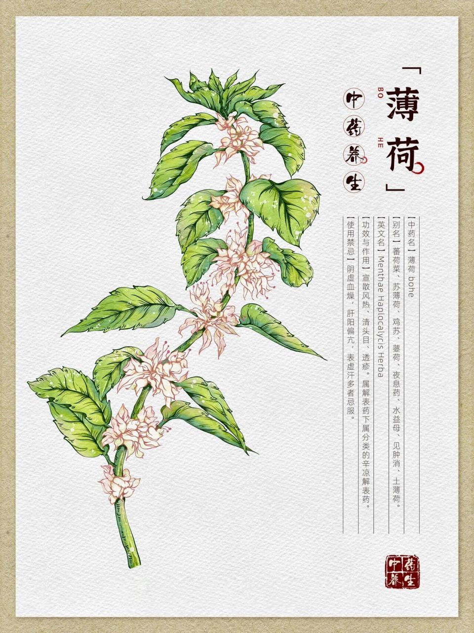 【本草纲目】中草药手绘图鉴2#原创插画 中草药图鉴2终于画完啦～ 想