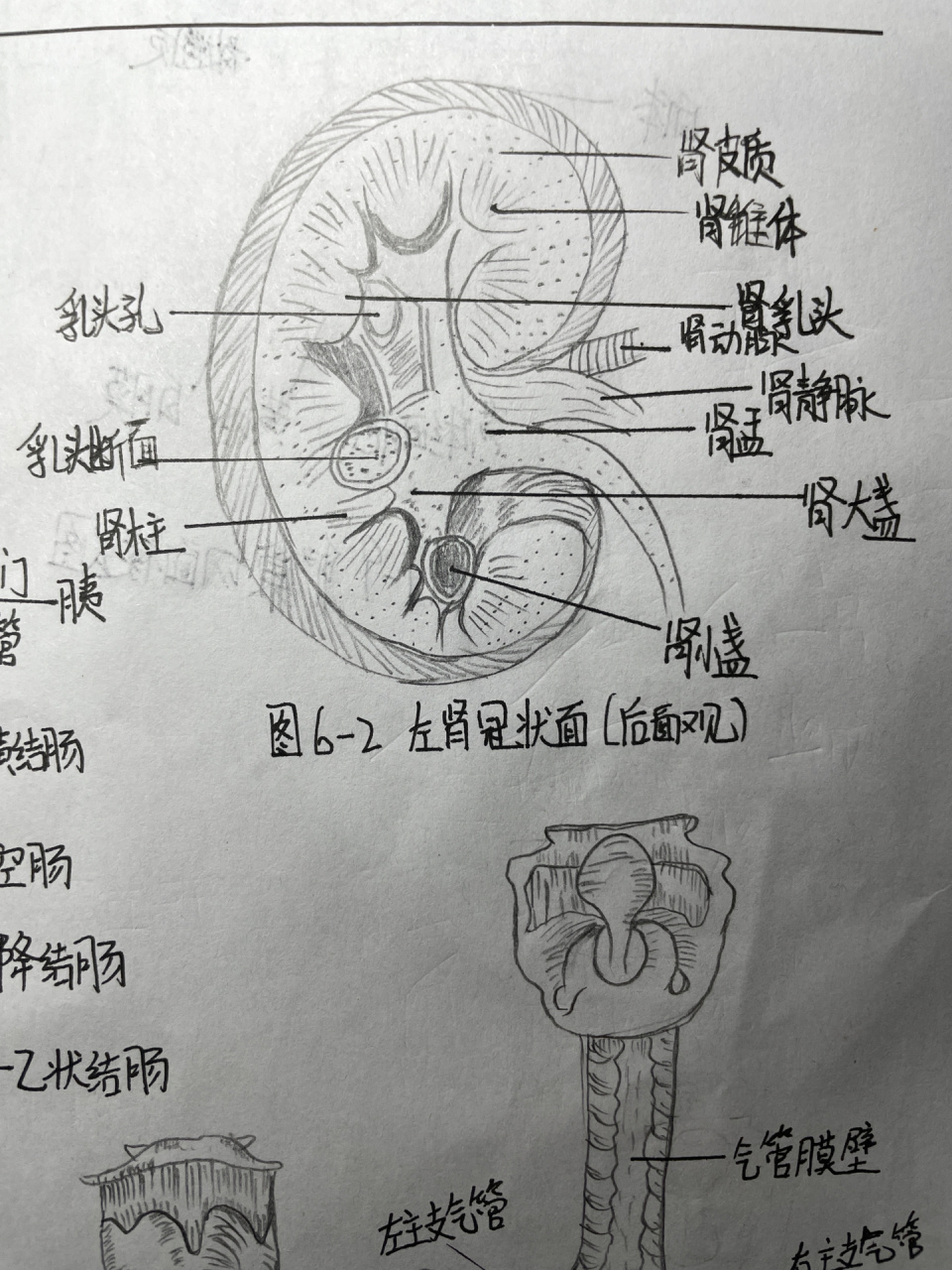 左肾冠状面 手绘图