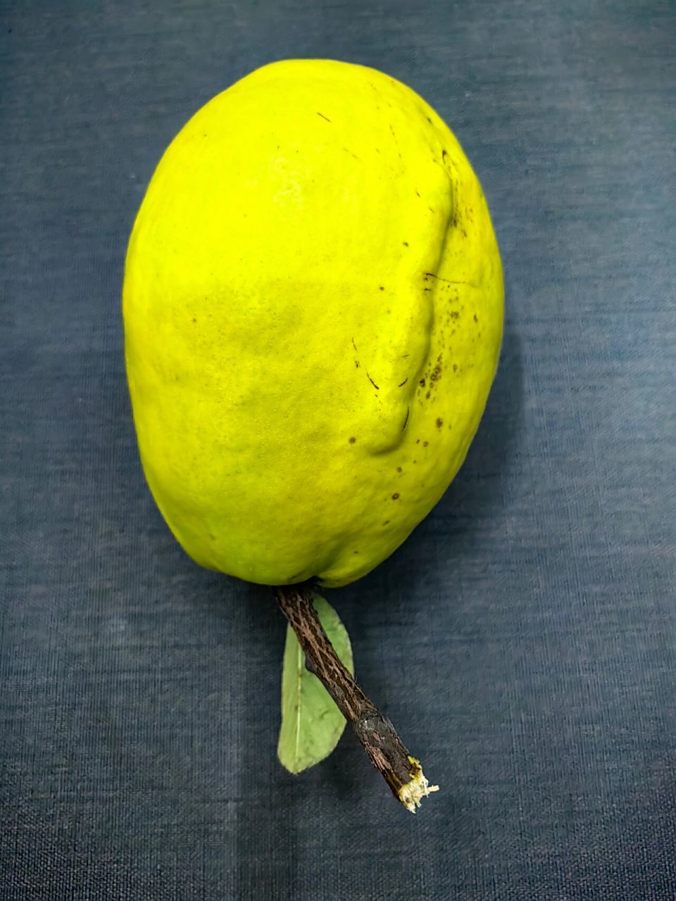 北方木瓜不能吃 北方木瓜只能观赏,不能吃.